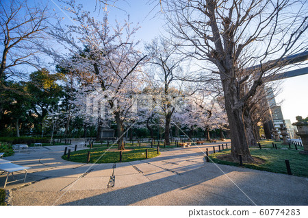 靖國神社櫻花 靖國神社櫻花 60774283