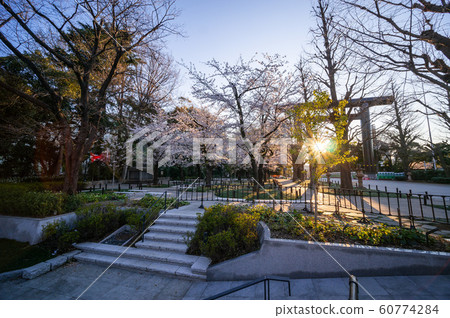 靖國神社櫻花 靖國神社櫻花 60774284