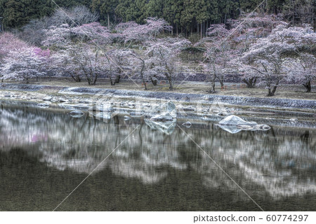rain drop in cherry blossom rain drop in cherry blossom 60774297