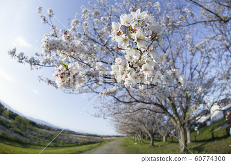 cherry blossom in good weather 60774300