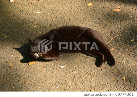 2019山田池公園的貓 60774301