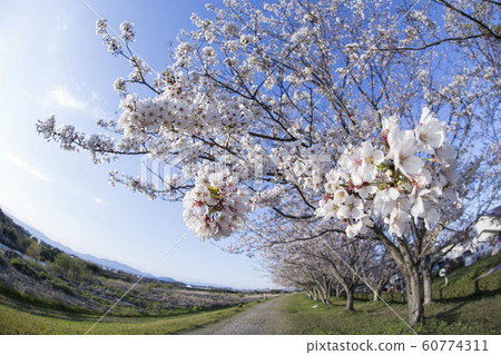cherry blossom in good weather cherry blossom in good weather 60774311