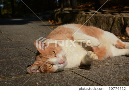 2019 cat in Yamadaike park 2019 cat in Yamadaike park 60774312