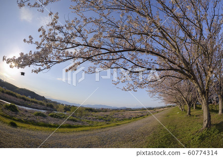 cherry blossom in good weather cherry blossom in good weather 60774314