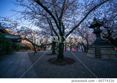 Yasukuni Shrine Sakura 60774316