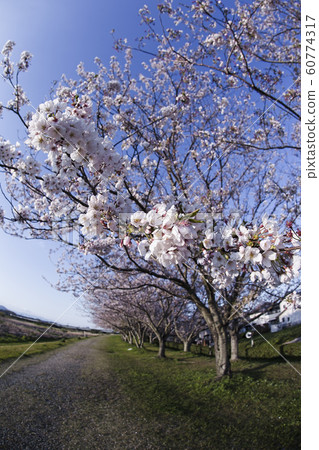 cherry blossom in good weather cherry blossom in good weather 60774317