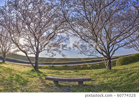 cherry blossom in good weather cherry blossom in good weather 60774328