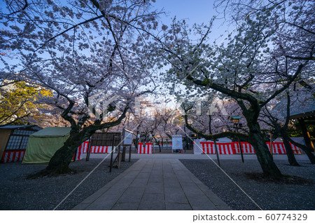 靖國神社櫻花 靖國神社櫻花 60774329