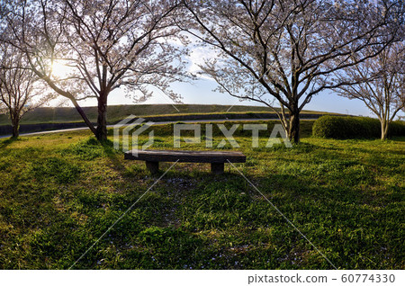 cherry blossom in good weather 60774330