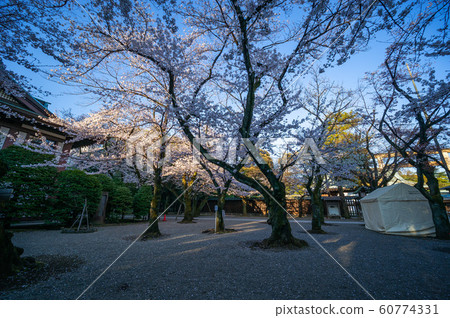 Yasukuni Shrine Sakura Yasukuni Shrine Sakura 60774331