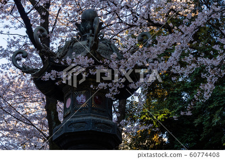 Yasukuni Shrine Sakura Yasukuni Shrine Sakura 60774408