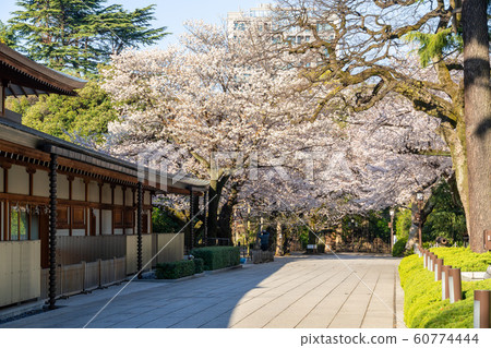 Yasukuni Shrine Sakura Yasukuni Shrine Sakura 60774444