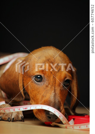 dog portrait table dark background 60774652