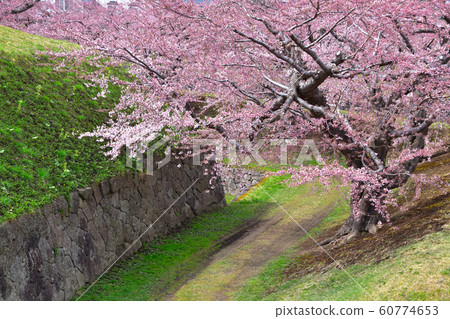 Sakurakei Hakodate Goryokaku Sakurakei Hakodate Goryokaku 60774653