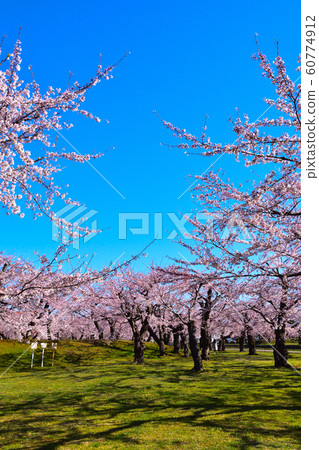 Sakurakei Hakodate Goryokaku Sakurakei Hakodate Goryokaku 60774912