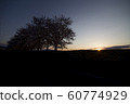 sunset with sakura tree 60774929