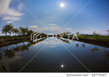 moon reflection on water with plum trees moon reflection on water with plum trees 60775007