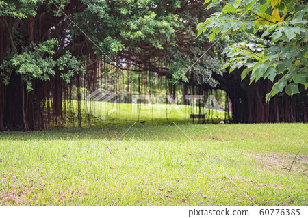 Green grass field in park at city Green grass field in park at city 60776385