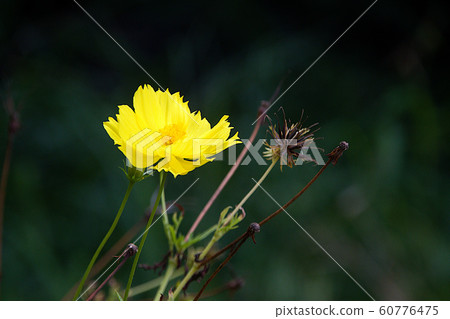 Yellow Flower, Buds in Dark Background 60776475