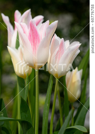 Tulip, Tulipa 60776788