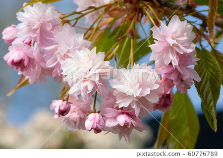Hill Cherry 'Kiku-Shidare-Sakura', Prunus 60776789