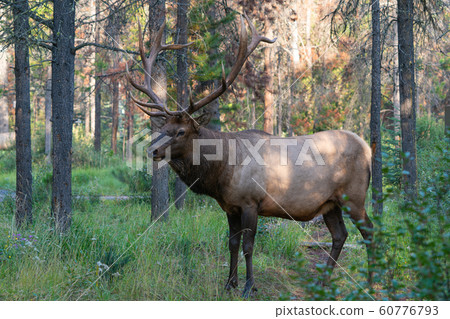 American elk, Cervus canadensis 60776793