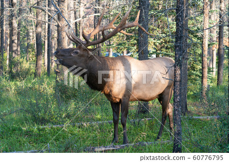 American elk, Cervus canadensis 60776795