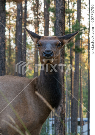 American elk, Cervus canadensis 60776796