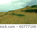 Grassland and horses grazing 60777106