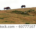 Grassland and horses grazing 60777107