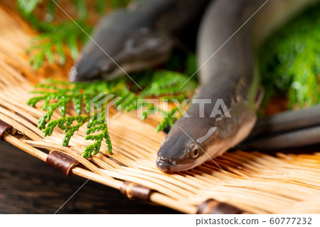 Eel in a colander 60777232