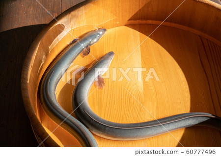 Eel in the tub Eel in the tub 60777496