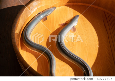 Eel in the tub 60777497