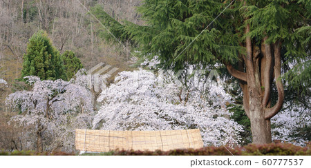 秋田的櫻花節 60777537