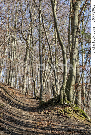 Footpath in deciduous forest, Vapec hill, Strazov Footpath in deciduous forest, Vapec hill, Strazov 60778002