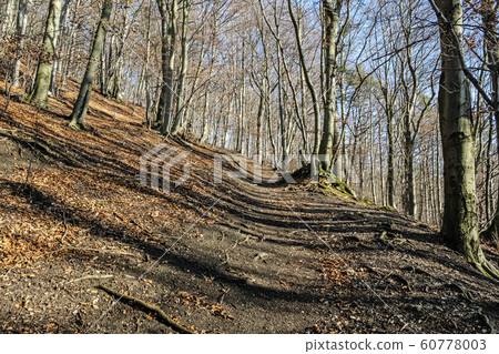 Footpath in deciduous forest, Vapec hill, Strazov Footpath in deciduous forest, Vapec hill, Strazov 60778003