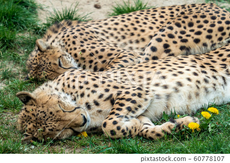 Two Cheetah Cats sleeping in the grass. Two Cheetah Cats sleeping in the grass. 60778107
