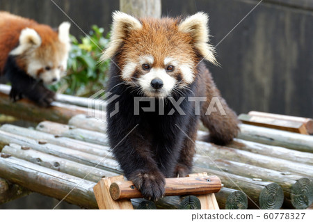 Lesser panda 60778327