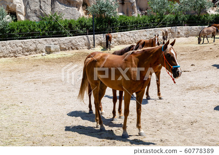 Close-up portrait of a horse in a corral in Cappadocia against the background of a cave town in Goreme Close-up portrait of a horse in a corral in Cappadocia against the background of a cave town in Goreme 60778389
