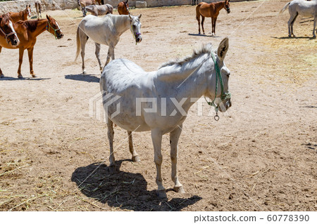 Close-up portrait of a mule in a corral in Cappadocia. 60778390