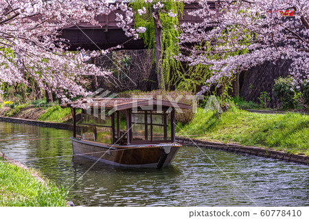 Yakushojima和船屋的櫻花盛開 Yakushojima和船屋的櫻花盛開 60778410