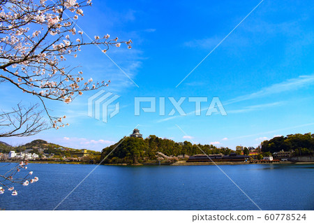 Inuyama castle and cherry blossoms 60778524