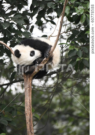 小熊貓 小熊貓 60778588