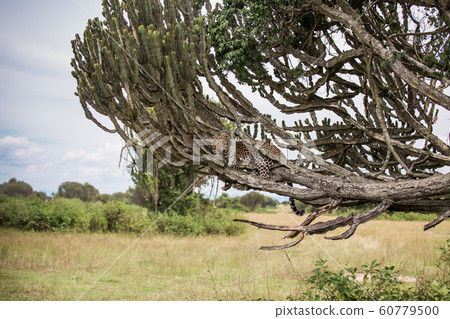 landscape in the African Savannah with a leopard lying on a tree milkweed. Usually resting during the day, feeding on antelopes at night 60779500