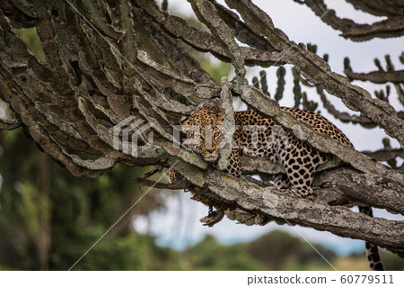 a leopard lies on a milkweed tree in the African Savannah. Usually resting during the day, feeding on antelopes at night a leopard lies on a milkweed tree in the African Savannah. Usually resting during the day, feeding on antelopes at night 60779511