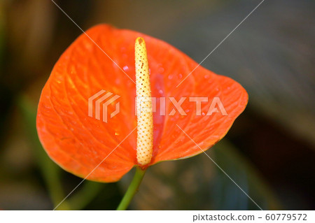 Bright bloom of a winter flower in a greenhouse Bright bloom of a winter flower in a greenhouse 60779572