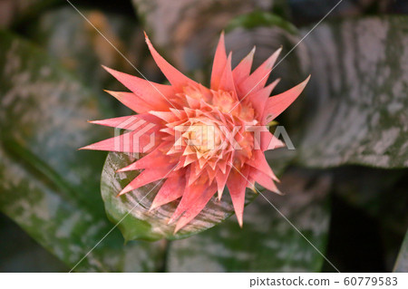 Bright bloom of a winter flower in a greenhouse Bright bloom of a winter flower in a greenhouse 60779583