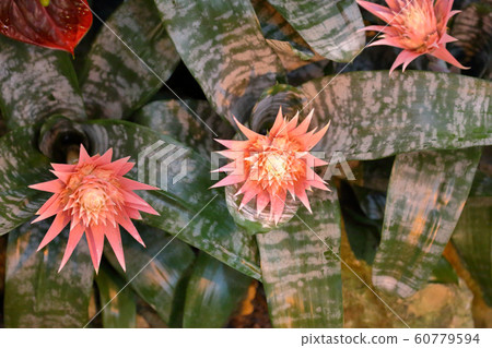 Bright bloom of a winter flower in a greenhouse 60779594