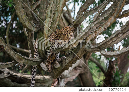 a leopard lies on a milkweed tree in the African Savannah. Usually resting during the day, feeding on antelopes at night 60779624