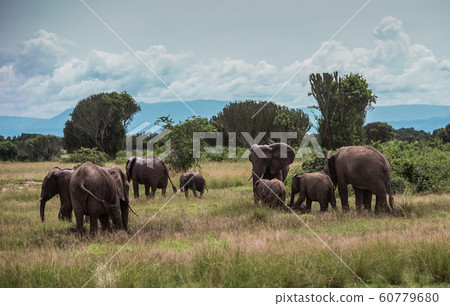 a herd of elephants graze in the bushes among the candelabra trees 60779680